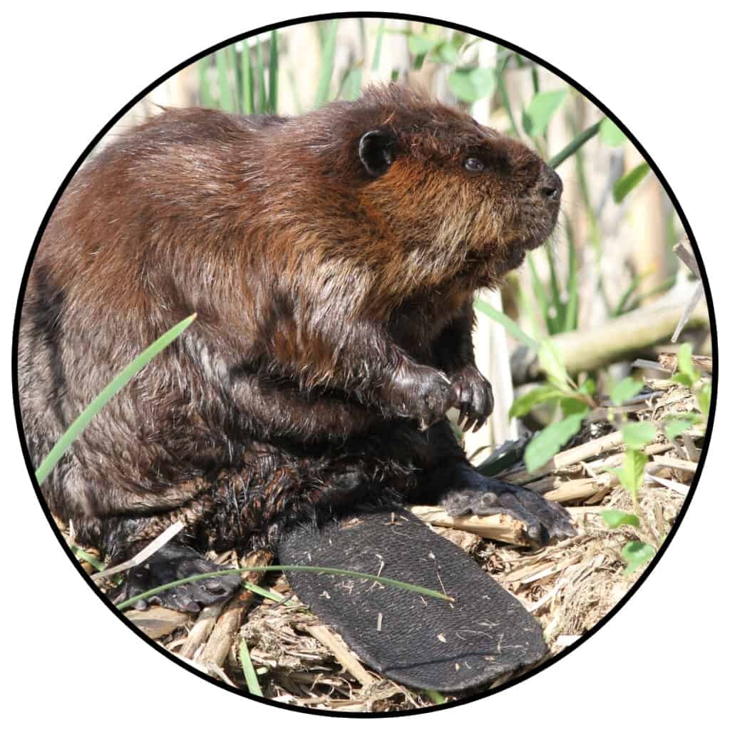 Photo of a beaver within a circle frame for a post about beaver jokes and beaver puns.