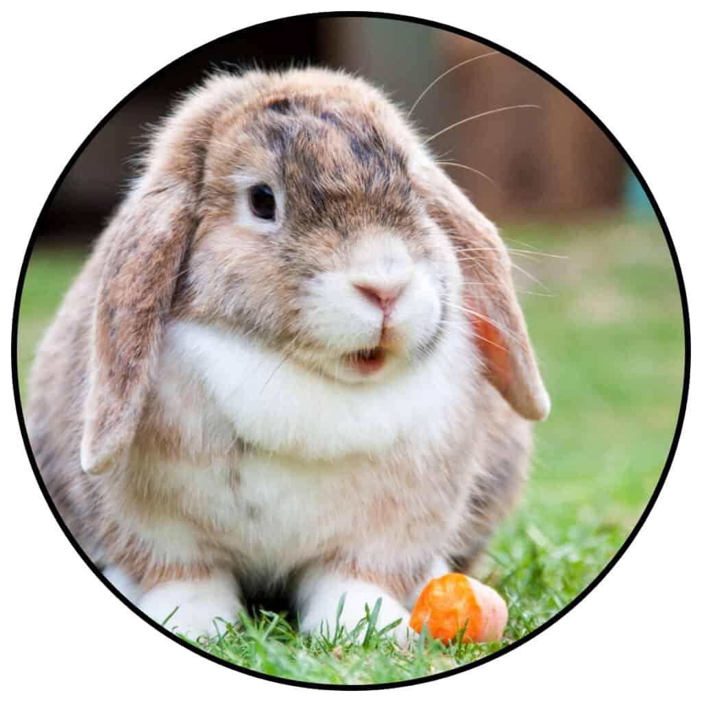 Photo of a rabbit with a carrot within a circle frame for a post about rabbit jokes and rabbit puns.