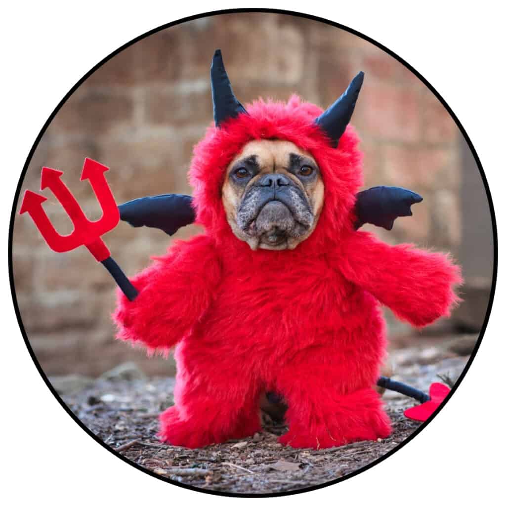 Image of devil dog within a circle frame for a post about devil jokes and devil puns.