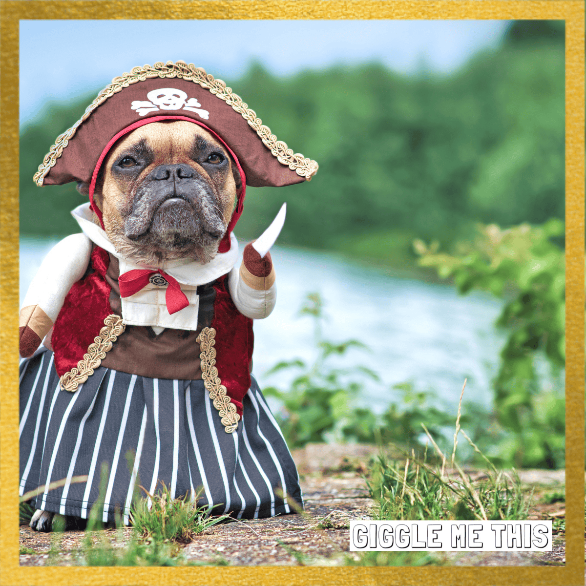 Pug dog in a pirate costume on an island