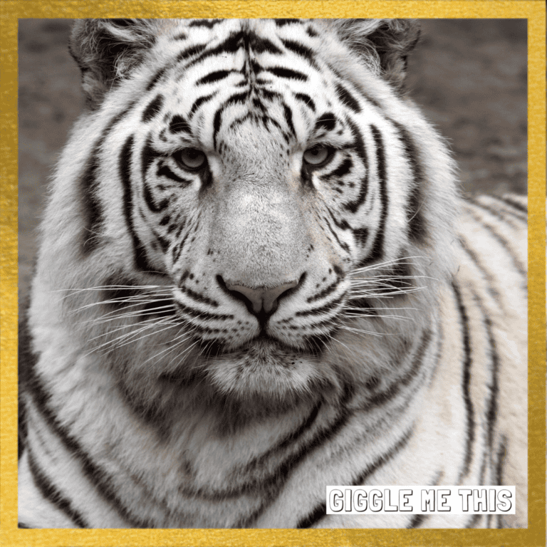 Up close of a white Royal Bengal Tiger looking at the camera. Golden baorder around the picture and a giggle me this logo in the bottom right.