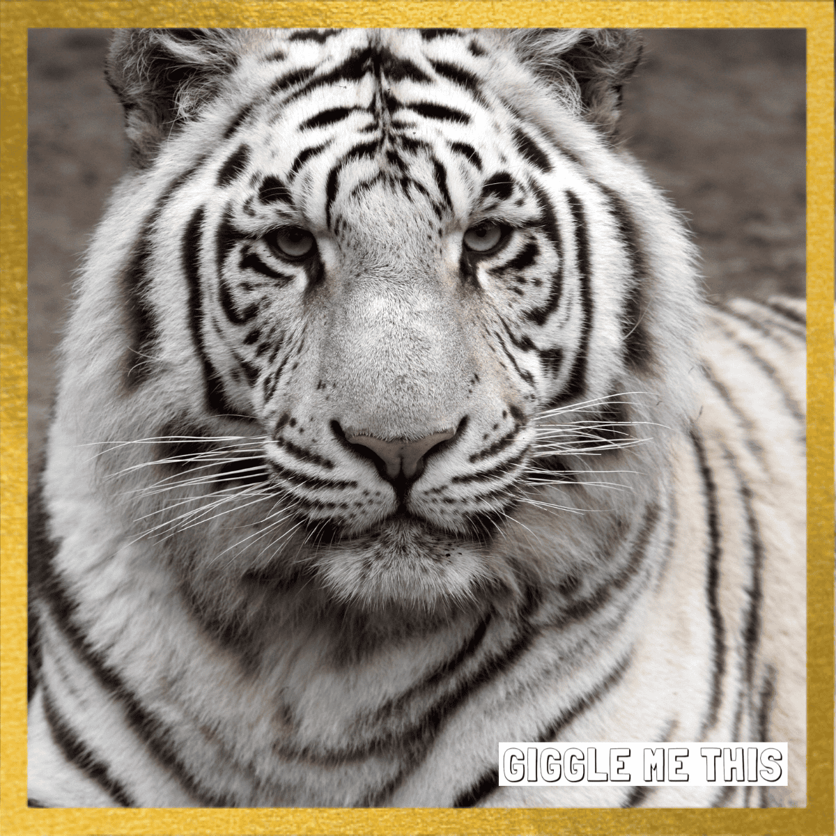 Up close of a white Royal Bengal Tiger looking at the camera. Golden baorder around the picture and a giggle me this logo in the bottom right.