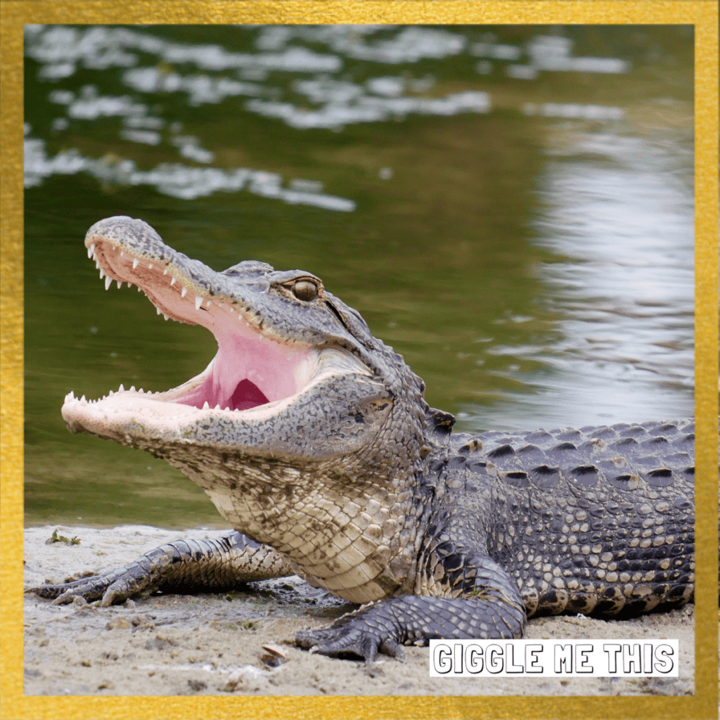 Funniest Alligator Jokes – Not AI!