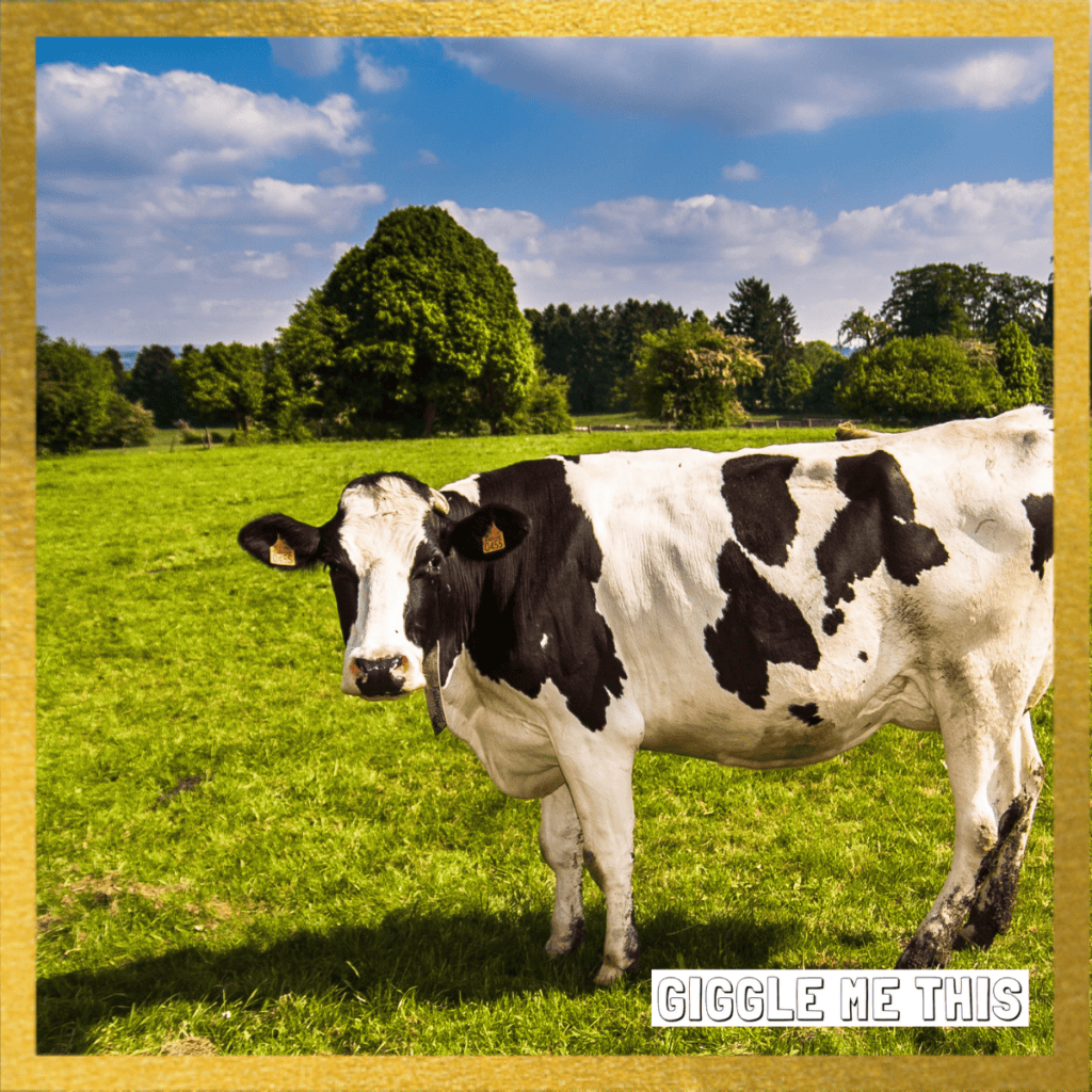 Funniest Cow Jokes – Not AI!