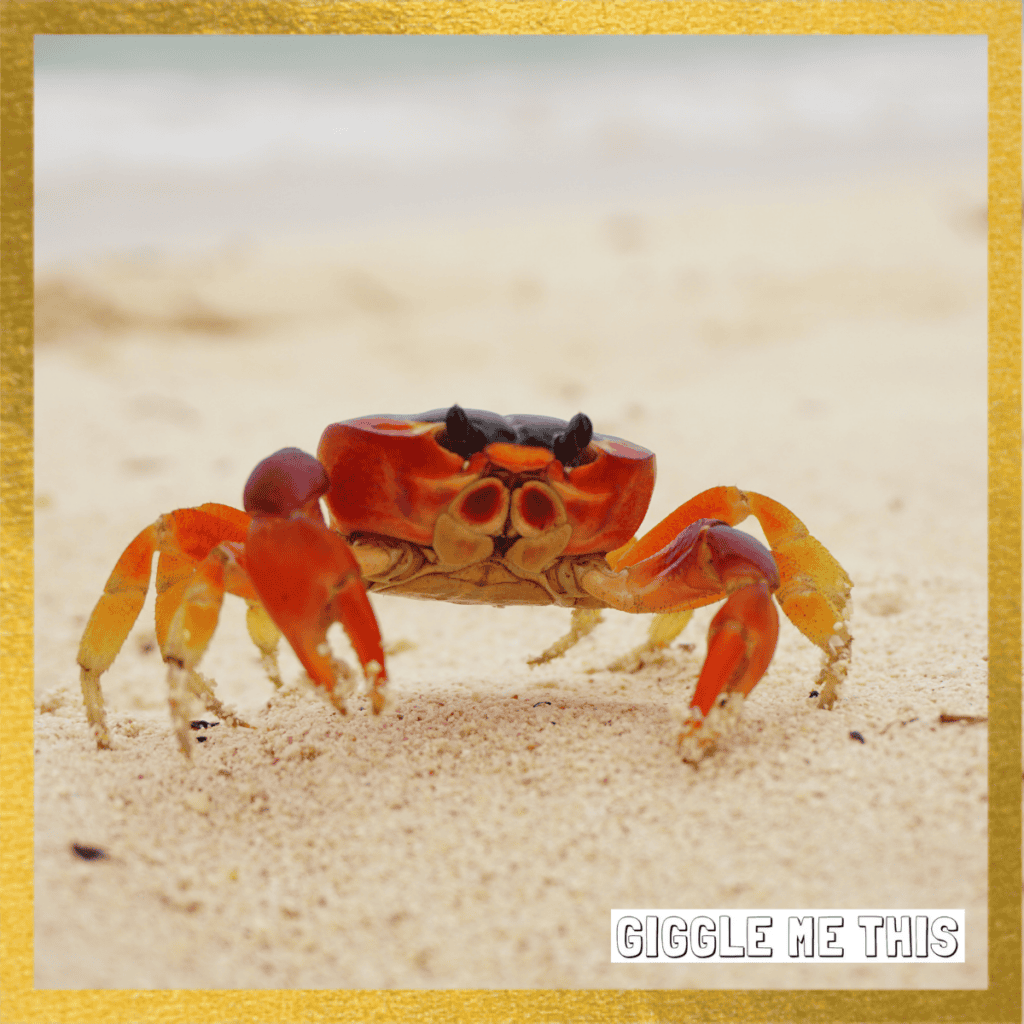 Funniest Crab Puns – Not AI!