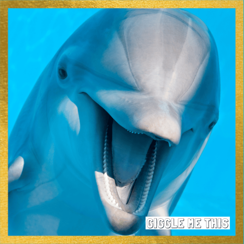 Funniest Dolphin Jokes – No AI!