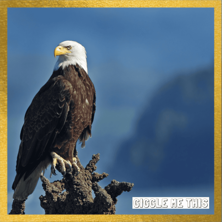 Funniest Eagle Jokes – Not AI!