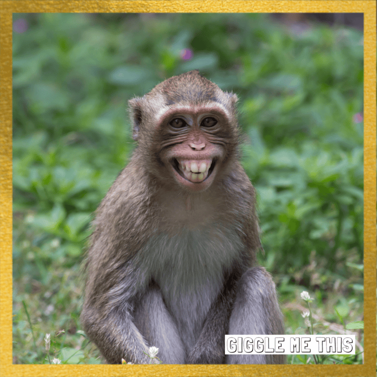 Funniest Monkey Jokes – Not AI!