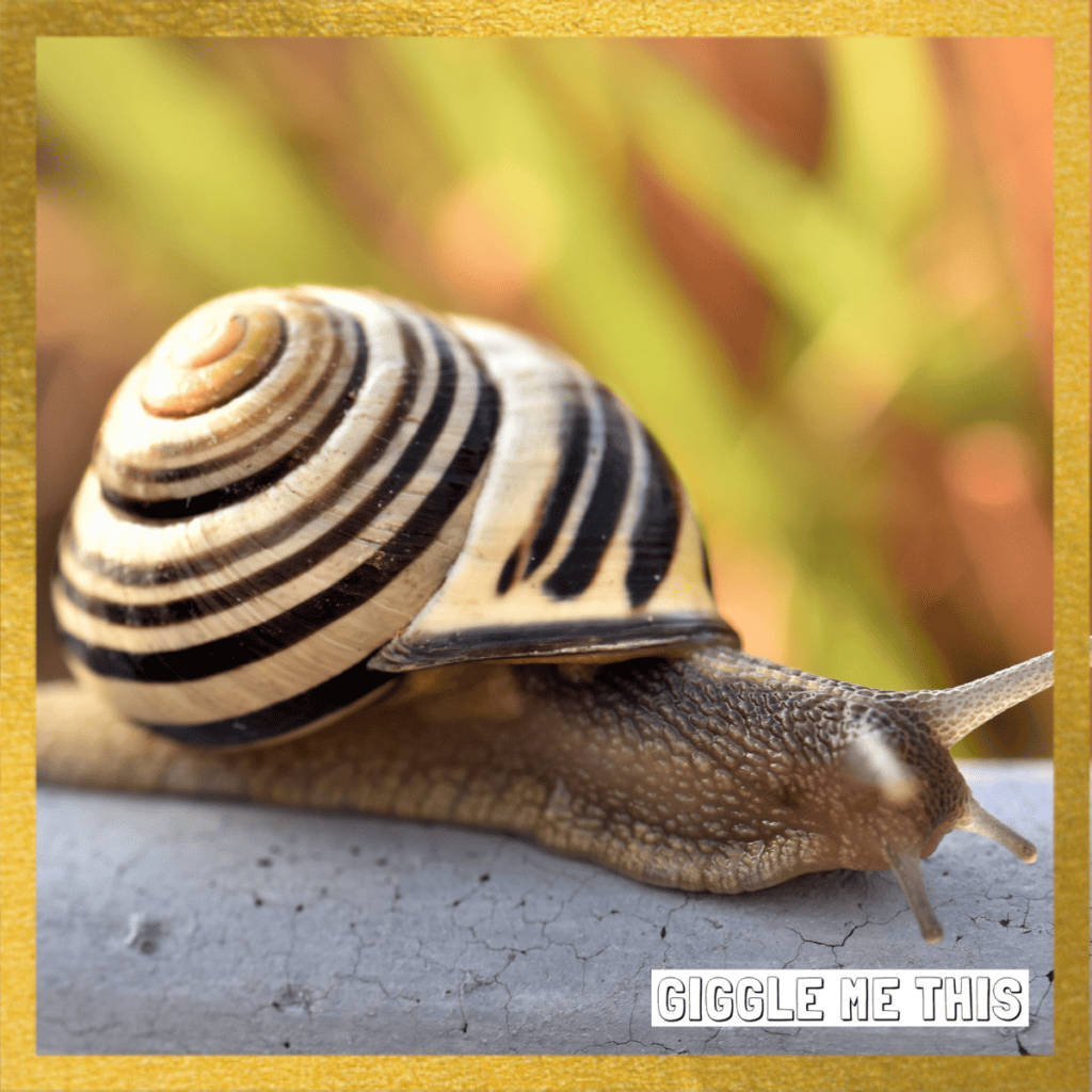 Funniest Snail Jokes – No AI!