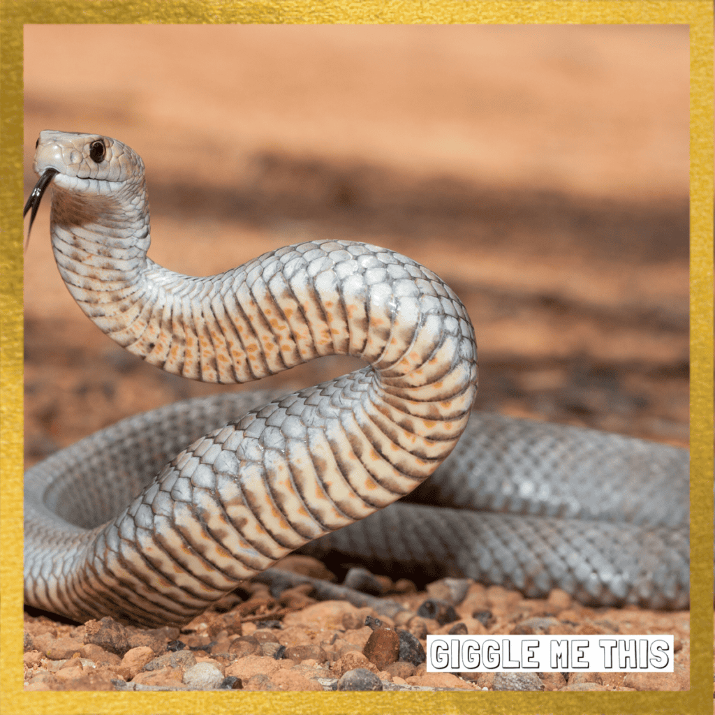 Funniest Snake Jokes – Not AI!